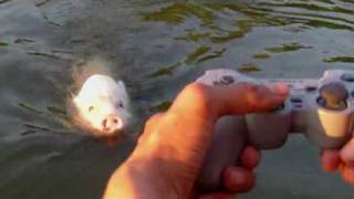 das ferngesteuerte MotorbootSchwein  Remote Controlled MotorboatPigmpg [upl. by Lerud]