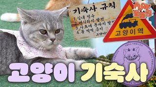 SUB이번 역은 고양이🐈 고양이역 보호소 입니다💕 I 고양이역 편 [upl. by Ssitruc]