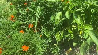 Interplanting Marigolds with Peppers  The Unexpected Benefits [upl. by Acired113]