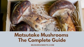 All About Matsutake Mushrooms [upl. by Eberta]