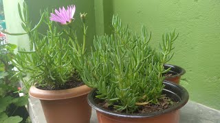 Delosperma propagate  Hardy Iceplant  opening amp closing their flowers as they wet or dry  Tips [upl. by Enoval416]