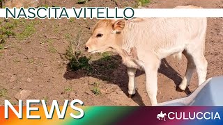 🇮🇹 Culuccia NEWS Nascita vitello [upl. by Leviralc]