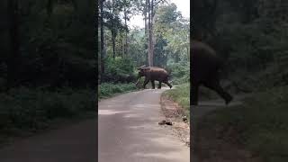 Elephant Crossing at Mutthodi Forest Main Road chikmagalur [upl. by Aicetel]