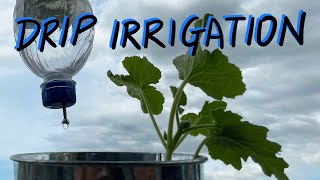 Plastic Bottle Drip Irrigation  Simple watering system [upl. by Daus]