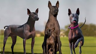 These Are 10 Rare Hairless Dog Breeds [upl. by Twitt485]