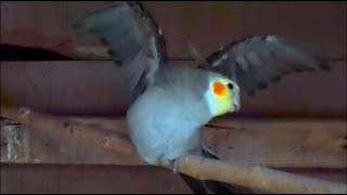 Male Cockatiel Mating Call [upl. by Sharp]