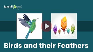 Birds and their Feathers  CBSE Class 3 Science Different Types of Feathers [upl. by Alethea652]