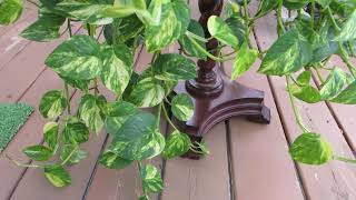 Golden Pothos Plant [upl. by Marieann657]