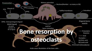 Bone resorption by osteoclasts [upl. by Hsatan]