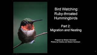 Rubythroated Hummingbirds Migration and Nesting [upl. by Ikik442]