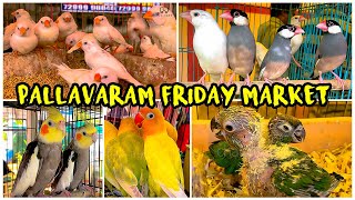 PALLAVARAM BIRDS  FRIDAY MARKET  CHENNAI 2024 [upl. by Dolloff918]