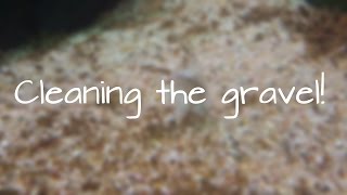 HOW I CLEAN MY AQUARIUM GRAVEL FAST AND EASY [upl. by Grizelda]