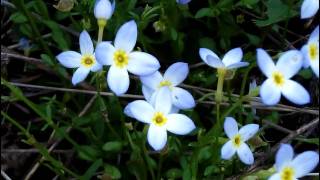 MyNature Apps Identifying Quaker Ladies Bluets Houstonia caerulea [upl. by Ientirb]