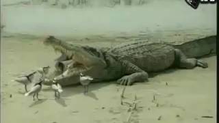 Birds Cleaning Crocodiles Mouth [upl. by Octavie]