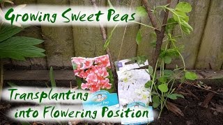 Growing Sweet Peas  Transplanting into Flowering Position [upl. by Aynam]