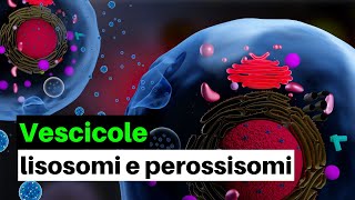 Vescicole lisosomi e perossisomi caratteristiche e funzioni [upl. by Suitangi]