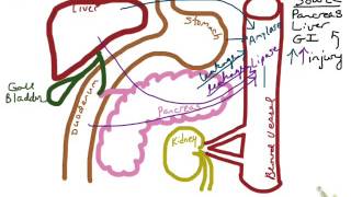 Amylase amp Lipase [upl. by Ayana]