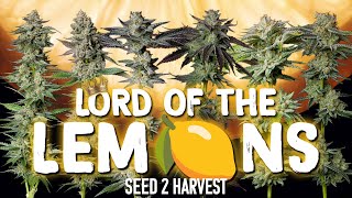 5 AMAZING Lemon and Citrus Phenos Lord of the Lemons Seed To Harvest [upl. by Aihset688]