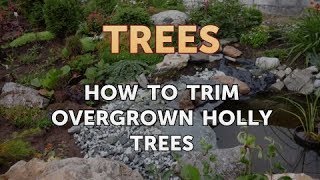 How to Trim Overgrown Holly Trees [upl. by Audwen763]