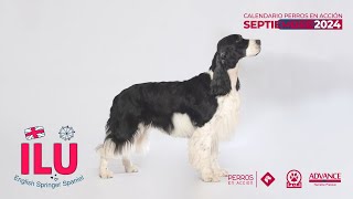 quotPerros en acciónquot CALENDARIO 2024 Orígenes  SEPTIEMBRE [upl. by Anelys]