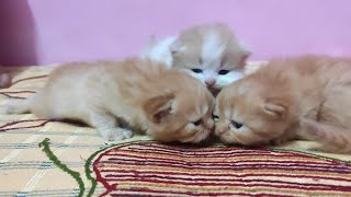 25 days new born cute kittens kittens video cats video [upl. by Atinuaj]