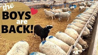 How We Breed Our Sheep InSeason NATURALLY Vlog 177 [upl. by Geralda]