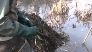 Trapping Muskrats on house with foothold trap [upl. by Medwin]