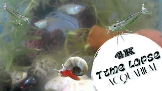 Time lapse in 4k acquario con Caridine Japonica Medaka White Tiger e Planorbarius Pink  Parte 7 [upl. by Nylcoj]