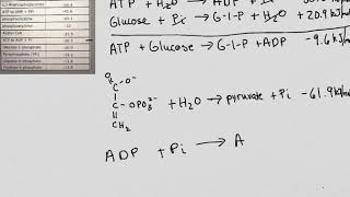 ATP amp Phosphocreatine [upl. by Jehiah567]