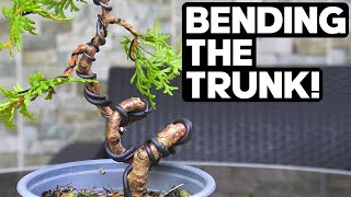 How to Create Drastic Bends on a Bonsai Trunk [upl. by Harac]