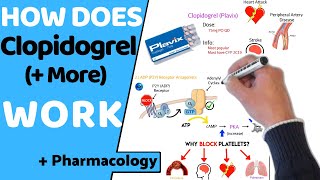 How Does Clopidogrel Antiplatelets Work  Pharmacology [upl. by Reggi]