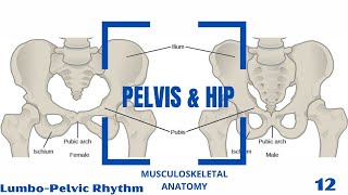 Lumbar Spine  Lumbopelvic Rhythm [upl. by Ittak953]