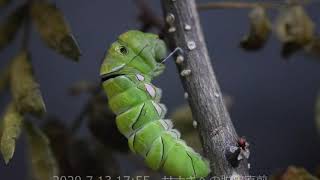 アゲハチョウの孵化から羽化まで Hatching to emergence of Swallowtail [upl. by Arremat569]