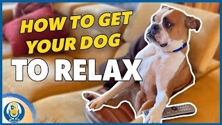 HOW TO CALM DOGS DOWN WITH YOUR quotENERGYquot TWO AMERICAN BULLDOGS [upl. by Arhsub]