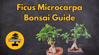 Ficus Microcarpa Bonsai A Complete Guide for Indoor Cultivation [upl. by Neneek]