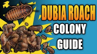 Dubia Roach Colony Guide Everything You NEED To Know [upl. by Arytahs89]