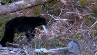 North American HunterTV 2013 Vancouver Island Black Bears SEG 1 [upl. by Gnilrad]