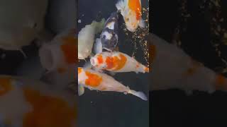 Aquarium with Beautiful Fish Relaxing Water Stream Noise with Sleep Sound I ASMR fish relaxing [upl. by Nahtaneoj]