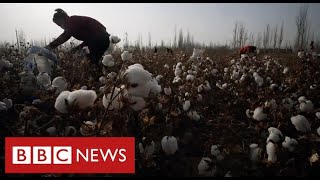 New evidence of Uighur forced labour in China’s cotton industry  BBC News [upl. by Adnawed]