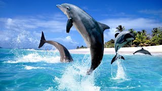 Can Dolphins Live Without Water  How Long Can Dolphins Stay Out of Water [upl. by Nedac]