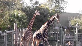 ZooTampa Giraffes Fighting Playfully [upl. by Elletnahc935]