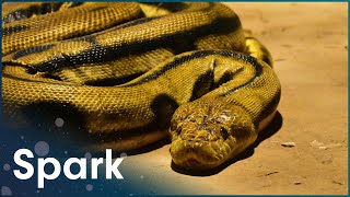 What Is AntiVenom And How Does It Work  Worlds Worst Venom  Spark [upl. by Adnaloj833]