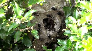 Bald Faced Hornet HUGE Nest removal Wasp Nest [upl. by Sheng]