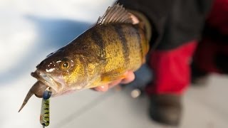 Late Ice Perch Bonanza on Lake Winnibigoshish  InDepth Outdoors TV Season 8 Episode 18 [upl. by Colbert556]