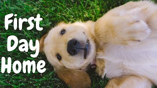 8 Week Old Golden Retriever PUPPY FIRST DAY HOME  VLOG WITH DOG 0 [upl. by Corso]