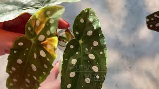 Propagating Begonia Maculata Wightii  鳟鱼海棠扦插 [upl. by Marston965]