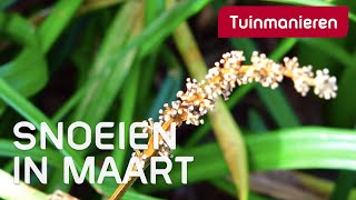 Wat snoei je in maart  2020  Tuinmanieren [upl. by Heloise]