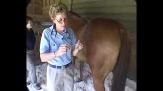 Field Physical Exam Physical Examination of the Horse [upl. by Casper]