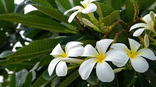 PLUMERIA CHAMPA Types Plumeria Care Tips  Plumeria Tree [upl. by Luben]