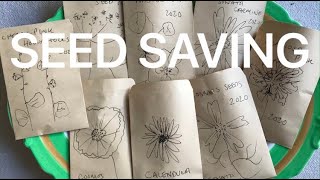 Collecting harvesting and saving your own flower seed [upl. by Adnawuj]